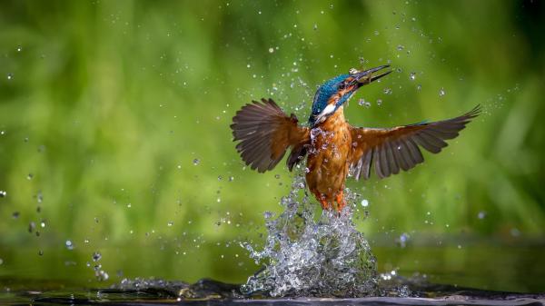 Free kingfisher is catching fish from water flying up in green background hd birds wallpaper download