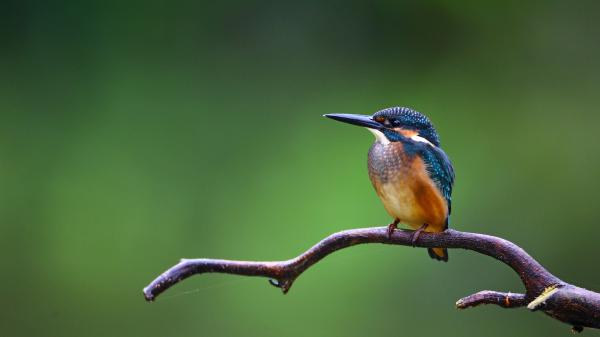 Free kingfisher is on dry branch with shallow background 4k hd birds wallpaper download