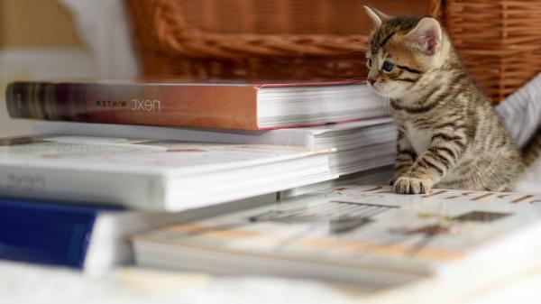 Free kitten is sitting near books hd animals wallpaper download