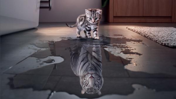 Free kitten is standing near water with reflection of tiger on water hd kitten wallpaper download