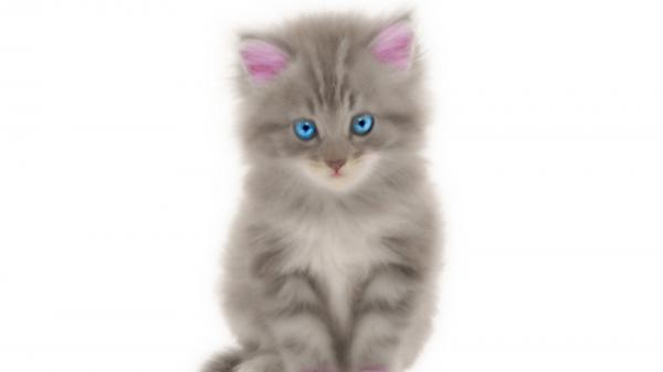 Free kitten with blue eyes and pink ear in white background hd animals wallpaper download