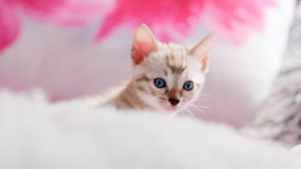 Free kitten with blue eyes in background of pink and white 4k hd kitten wallpaper download