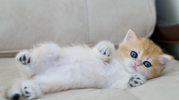 Free kitten with blue eyes is lying on the couch hd kitten wallpaper download