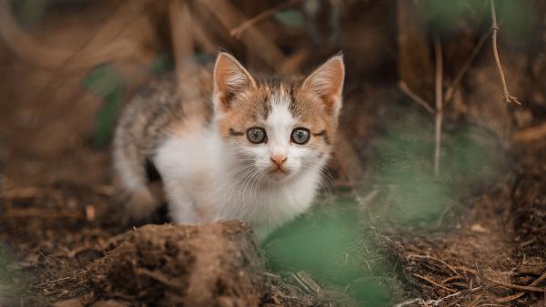 Free kitten with shallow background hd animals wallpaper download