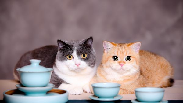 Free kittens are sitting near blue cup and saucer 4k hd kitten wallpaper download