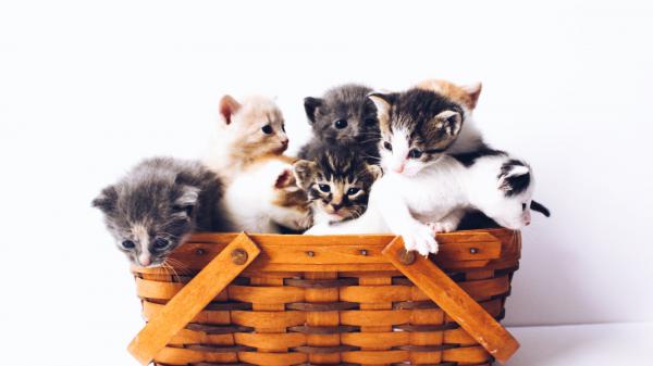 Free kittens on basket with white background hd kitten wallpaper download