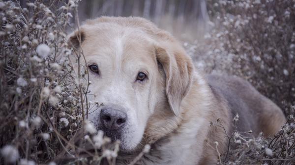 Free labrador retriever dog is lying down on dandelion plants hd dog wallpaper download