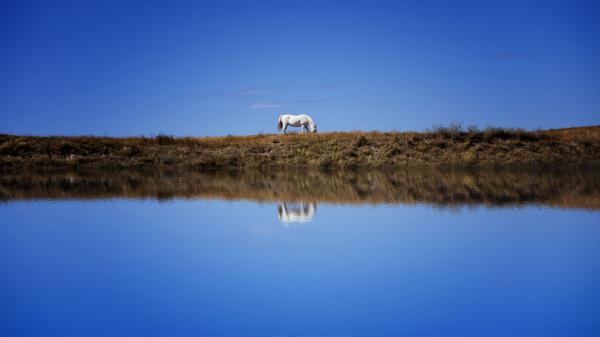 Free landscape view of white horse eating green grass with reflection on water under blue sky 4k 5k hd animals wallpaper download