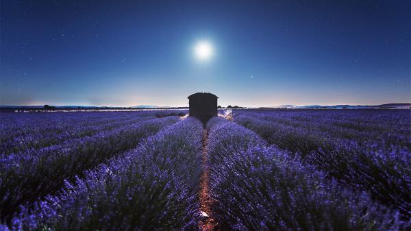 Free lavender flowers stars night plantation field hd flowers wallpaper download