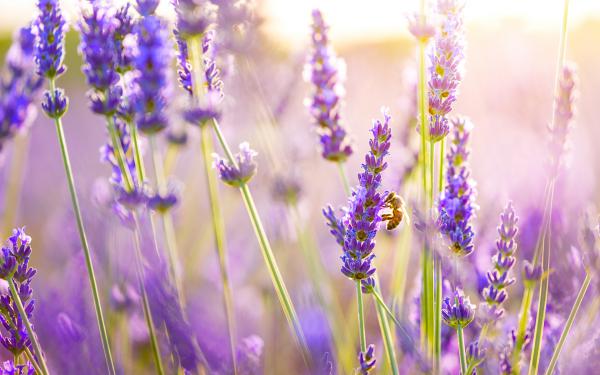 Free lavender flowers wallpaper download