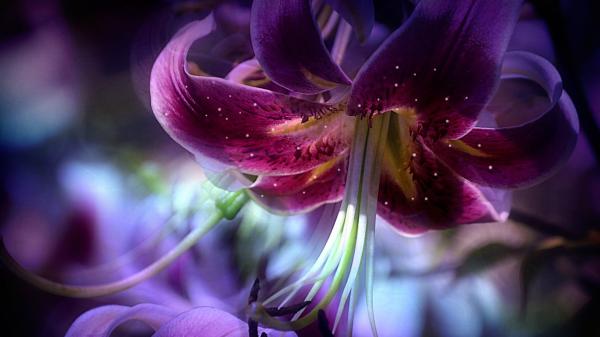 Free lavender lilly flower hd flowers wallpaper download