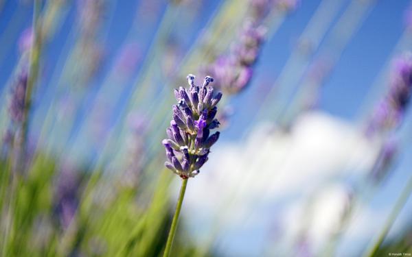 Free lavender wallpaper download