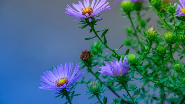 Free leafed blue flower hd flowers wallpaper download