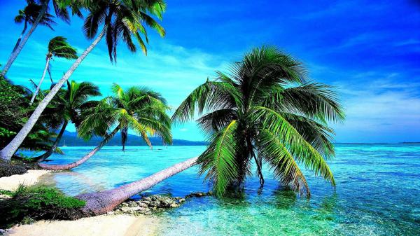 free leaning coconut trees on body of water with beautiful blue sky hd beach wallpaper download