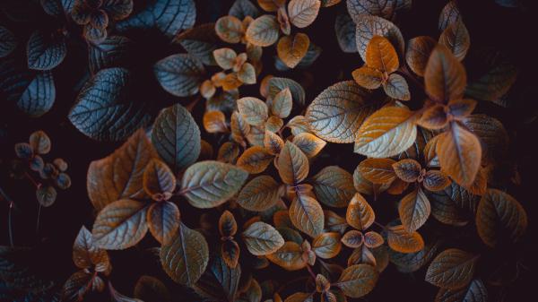 Free leaves 4k wallpaper download