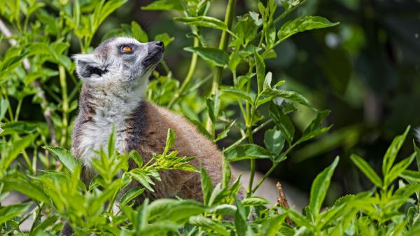 Free lemur animal 4k hd wallpaper download