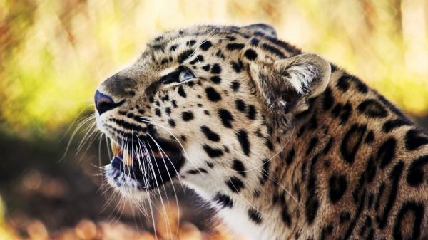 Free leopard 1080p wallpaper download