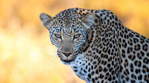 Free leopard closeup photo in a yellow blur background hd animals wallpaper download