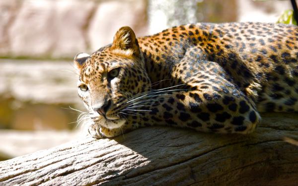 Free leopard hq wallpaper download