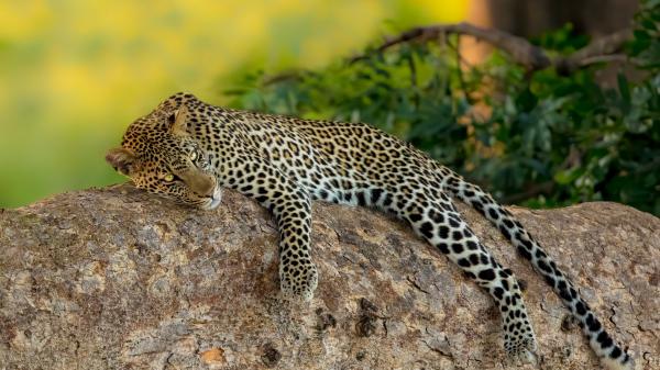 Free leopard is lying down on rock in green background hd animals wallpaper download