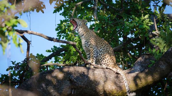 Free leopard is sitting on tree and opening mouth hd animals wallpaper download