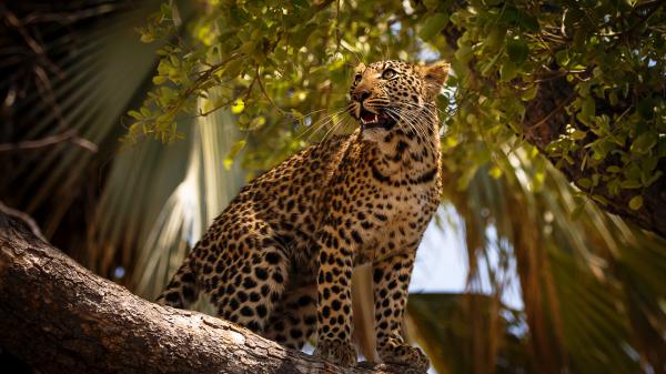 Free leopard is sitting on tree branch facing one side hd animals wallpaper download