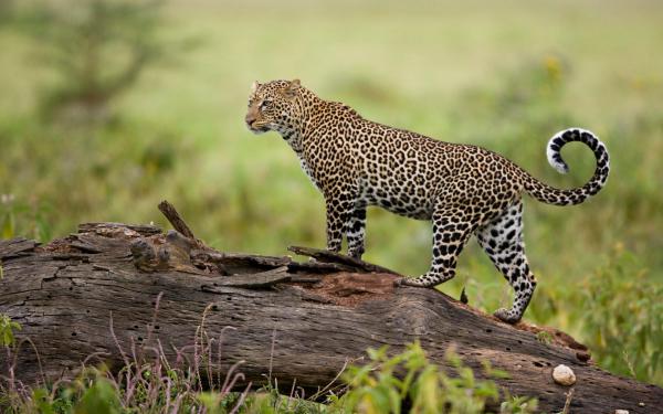 Free leopard kenya wallpaper download