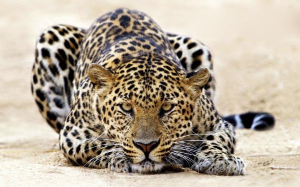 Free leopard staring wallpaper download