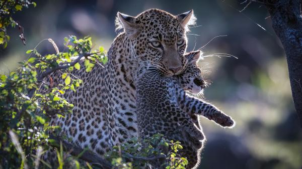 Free leopard took baby leopard by mouth hd animals wallpaper download