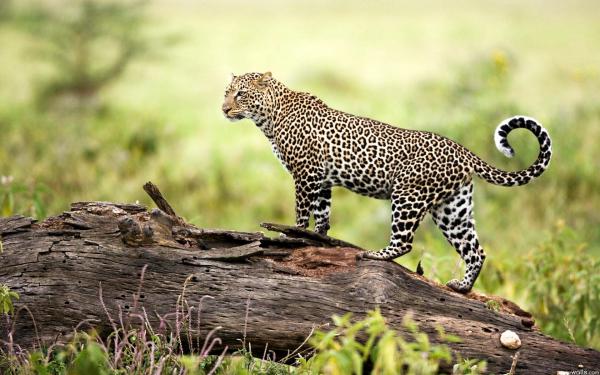 Free leopard wildlife wallpaper download