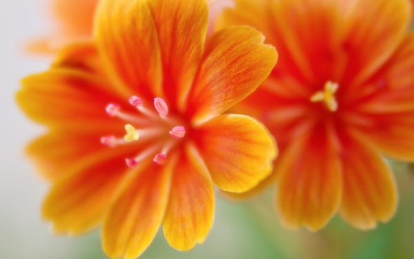 Free lewisia flowers wallpaper download