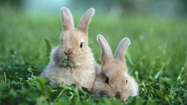 Free light brown and white cute two rabbits are on greenfield staring at the camera hd animals wallpaper download