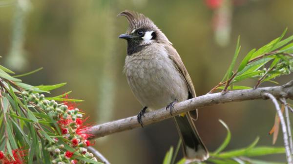 Free light brown black bird on tree branch hd birds wallpaper download