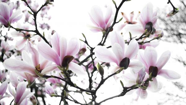 Free light pink flower in the spring hd magnolia wallpaper download