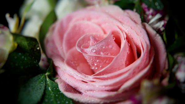 Free light pink rose with water drops 4k hd flowers wallpaper download