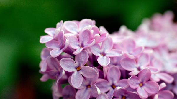 Free light purple flowers 1080p wallpaper download