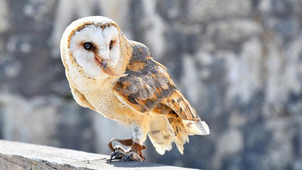 Free light sandal ash color owl on concrete wall in blur background hd owl wallpaper download