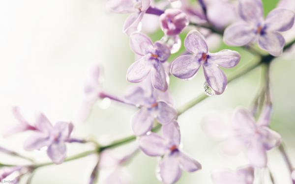 Free lilac flowers wallpaper download