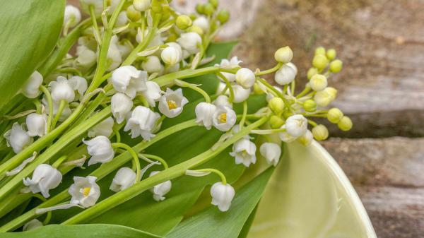 Free lily of the valley 4k hd flowers wallpaper download