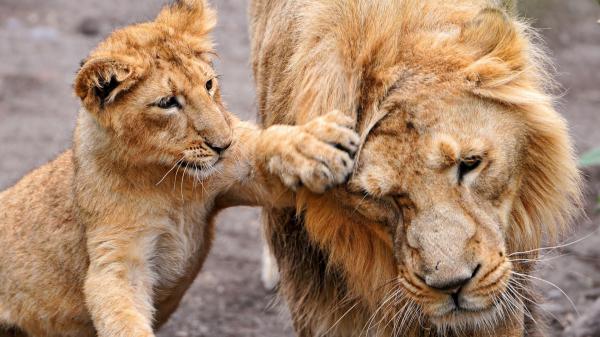 Free lion and cub lion hd lion wallpaper download