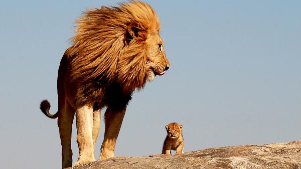 Free lion and cub standing on rock with background of blue sky hd lion wallpaper download