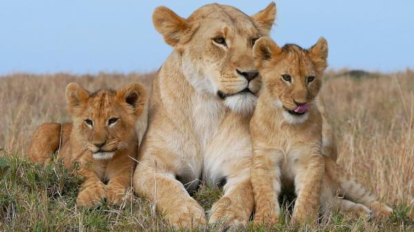 Free lion and cubs with blue sky background hd lion wallpaper download