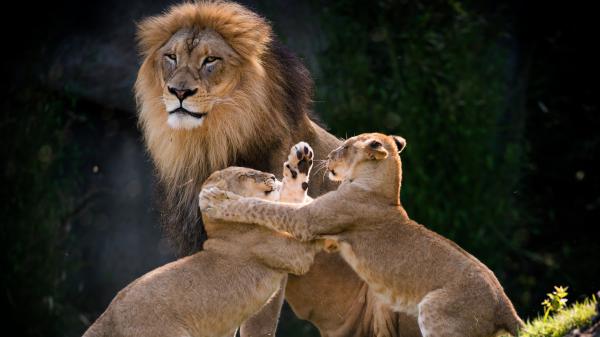 Free lion and playing cub lions hd lion wallpaper download