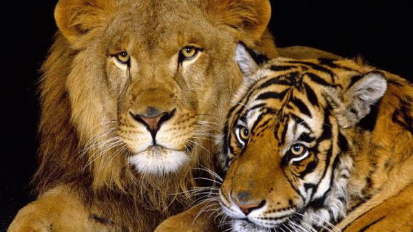 Free lion and tiger with black background hd lion wallpaper download