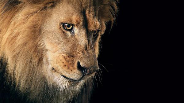 Free lion face on side with background of black hd lion wallpaper download