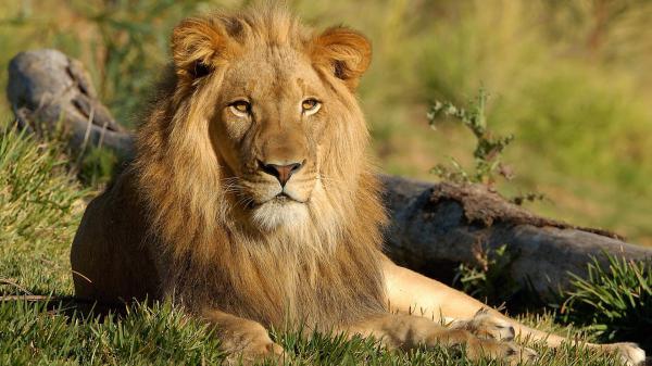 Free lion is sitting on grass in forest hd lion wallpaper download