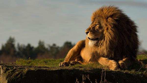 Free lion is sitting on grass with shallow background of trees and sky 4k hd lion wallpaper download