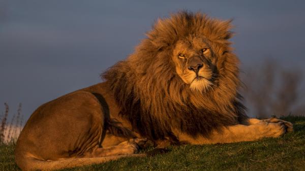 Free lion is sitting on green grass 4k 5k hd lion wallpaper download