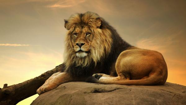 Free lion is sitting on rock in background of sky with clouds 4k hd lion wallpaper download