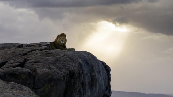 Free lion is sitting on rock with background of clouds hd lion wallpaper download